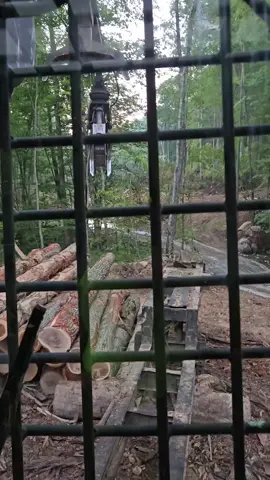 #tnlogging #logger #fyp #anotherdayinthelife 