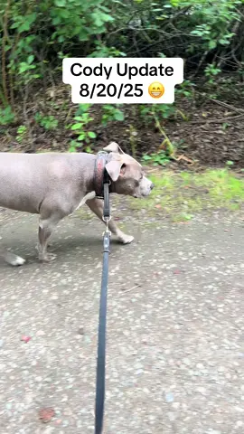 Cody update! 😁 #pitbull #codythebluenose 