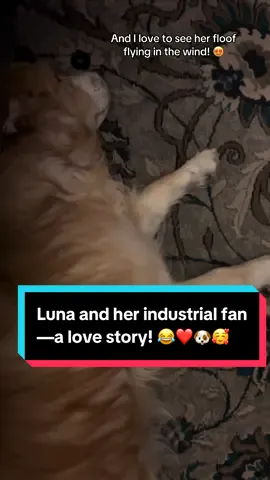 #Luna truly loves her only industrial fan! #fyp #dog #dogsoftiktok #fan 