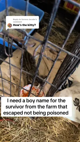 Replying to @Serena Jacobs The only surviving kitten is doing great & I need a name!! #darkwinggsd #cat #catsoftiktok #kitten 