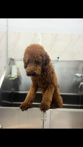 🎥🐾 Aujourd’hui, c’est la vedette : Charlie ✨ Un client fidèle qui nous fait craquer à chaque visite 💕 Résultat ➝ look frais, poil soyeux et charme assuré 😍✂️ Chez Unik Toilettage, on adore voir nos habitués repartir encore plus beaux et heureux! 🐶💖 #UnikToilettage #CharlieLeFidèle #DogGrooming #ChiensStylés
