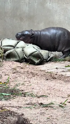 He can move fast…when he wants to. #mars #babyhippo #pygmyhippo #kansas 