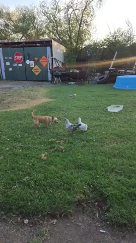 Can't tell if she wants to play or have a taste 😅 I promise the Featherington sisters and Chili are always closely supervised.