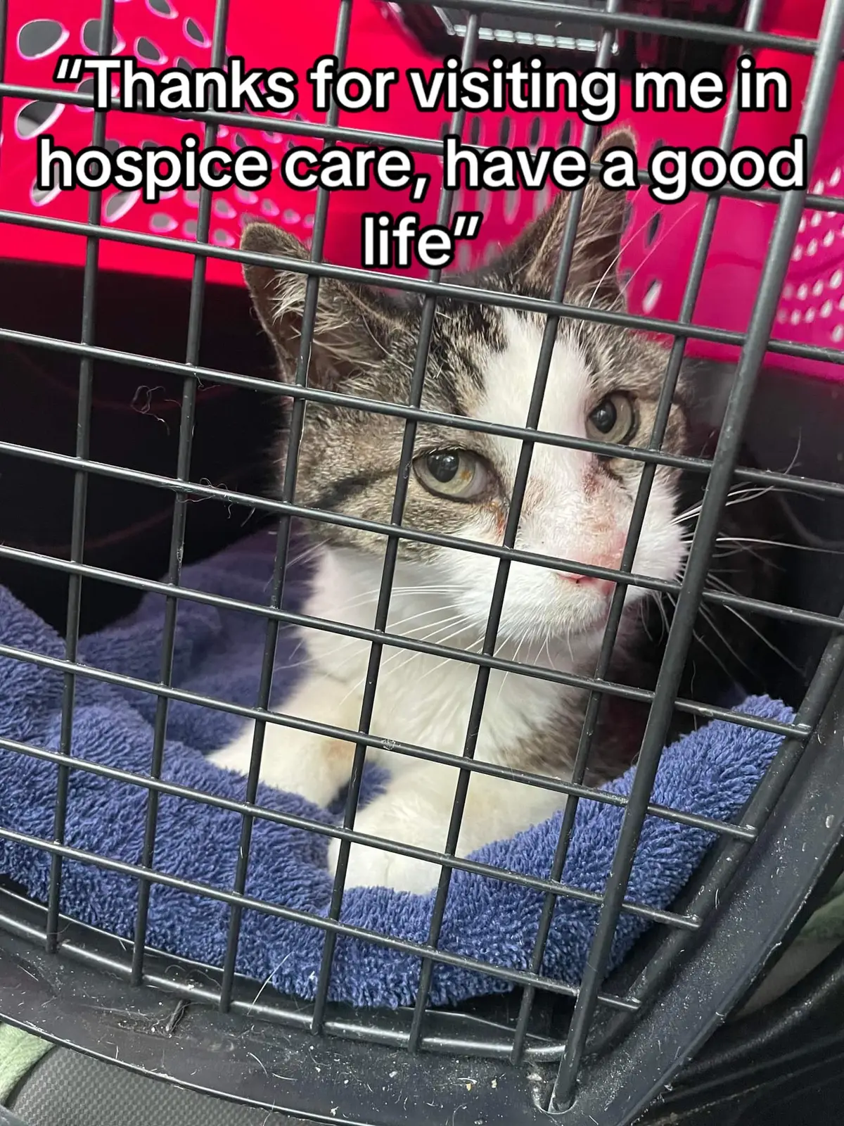 #cat #petloss 