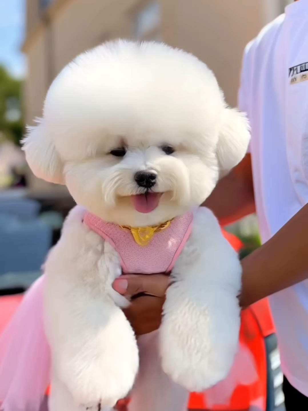 This puppy looks like a rich life at first sight. He can't stay in this family without some special skills.#cutedog #poodle #puppy #doglovers #puppylove #cutepet #petlover #doglover #dog #bichonfrise
