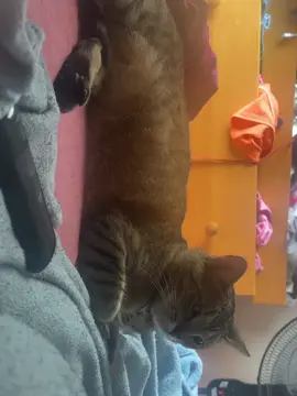 #fyp #foryou #catsoftiktok 