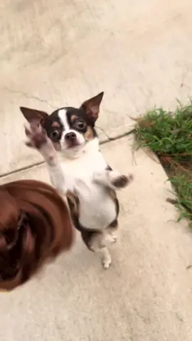 How to make your Chihuahua angry 🤣 #fyp #viral #dogsoftiktok #chihuahua #fypシ 
