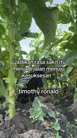 #petaniindonesia🇮🇩🇮🇩🇮🇩🌿🌿 #petanisukses #petanimuda #motivasisukses #timothyronald 