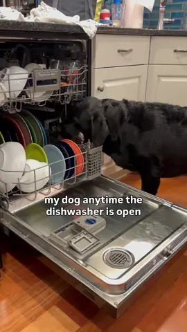 Walter 🤝 dirty dishes #blacklab #labrador #labradorretriever #lab #dog          