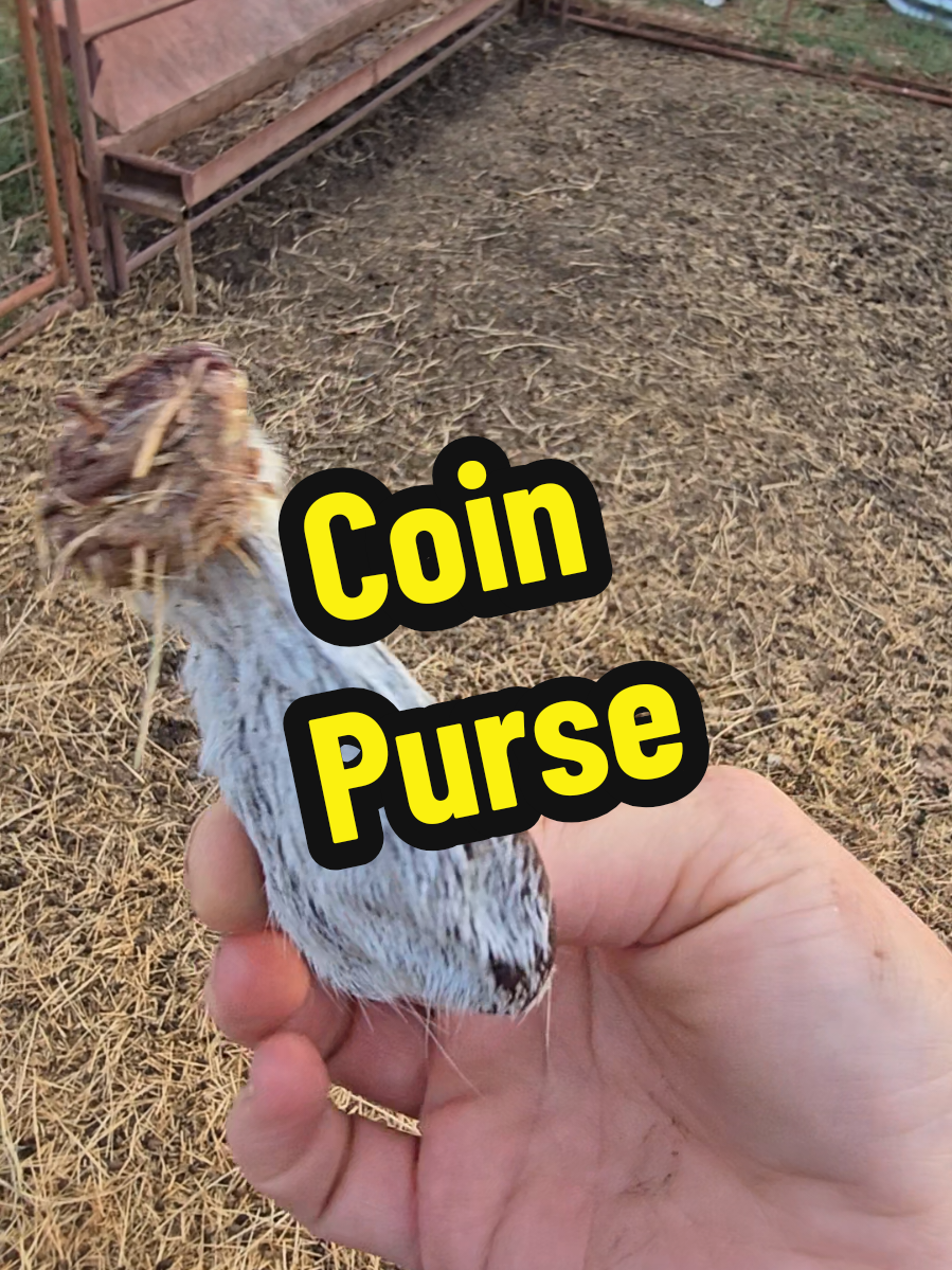 Scrapie is now a wether! He gave us a cute little coin purse LOL 😜🤪 A wether is a castrated male goat. #goat #goatsoftiktok #lamanchagoat #wether #castrated 
