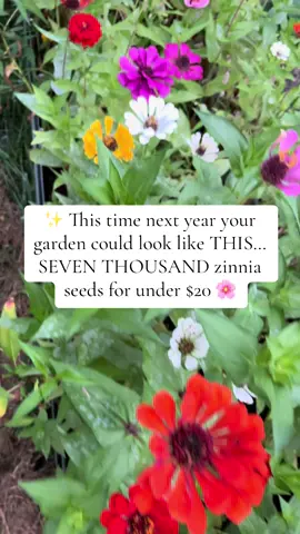 Zinnias are one of the easiest flowers you’ll ever grow fast-growing, pollinator-friendly, and bursting with color all summer long 🌼🐝 If you’ve been looking for a sign to add these to your garden, THIS is it! Grab some seeds now and thank yourself next year 🌱🌸 👉 Who else is obsessed with zinnias? #zinnias #flowergarden #growflowers #pollinatorgarden #cutflowers     