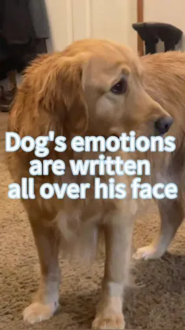 Dog’s emotions are written all over his face #foryou #funny #tiktok #funnyvideos #dog 