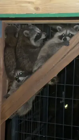 “Act natural” 🦝 