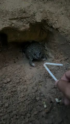 Frog #wildlife #frogfunny #frog #ihavethisthingwithplants #viral 