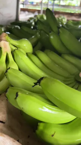 Hôm nay bên e đóng hàng chuối Cavendish xuất khẩu sang Malaysia. A c nào cần chuối xuất khẩu liên hệ e nhé #bananavietnam #saudiarabia #malaysia #qatar #dubai 