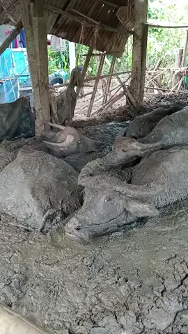 นอนดีคัก
