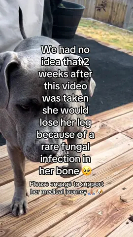 Really hoping this lands on your FYP🥺 Please engage and follow to support Rosy’s medical journey 💕 #fyp #fypシ゚viral #foryoupage #foryourpage #dogtok