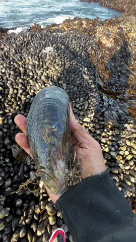 Big mussels