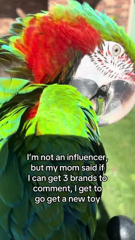He’s just a boy wanting a new toy. 🦜 #parrotsoftiktok #brands #fyp #macaw #harlequinnmacaw #maverickthemacaw 