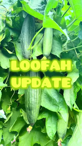 Loofah update! Lots of loofah now and I think we still have plenty of time to get sponges. #garden #gardening #loofah 