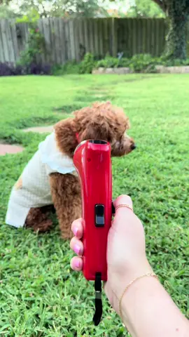 Grab this treat launcher for your pet! #amazonfinds #amazonfavorites #founditonamazon #kortneyandkarlee 