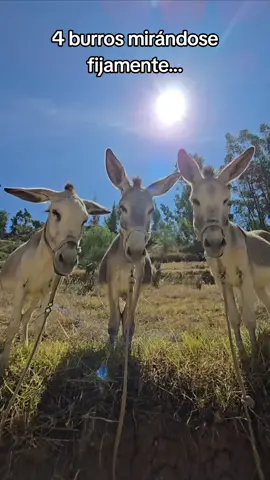 😅😁🙊 #burros Dominga, Filomena, Domingo y…?🙈 @Heidi Mercedes @Heidi Mercedes 👩🏻‍🌾🫏 ….síganme en mis dos cuentas amigos!🫶 #huarazancashperú🇵🇪 