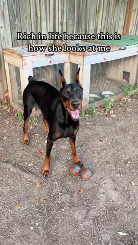 My best girl 😭 . #dogs #Love #doberman 