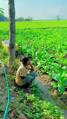 Sabar bes#tembakaumadurasampang 