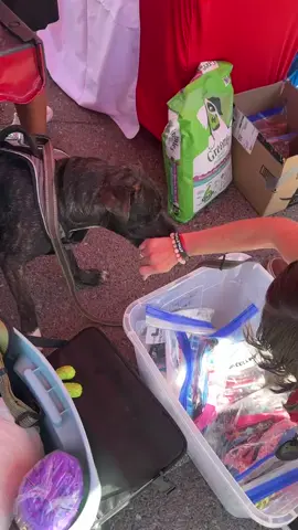 Our friends at @CPiC Companion Pets in Crisis joined us and sweet Nina got spoiled ❤️ We all love seeing the pets owned by our guests experiencing homelessness get all the goodies they need. #cloudcoveredstreets  #homelessnothopeless  #homelessness  #nonprofit  #fyp 