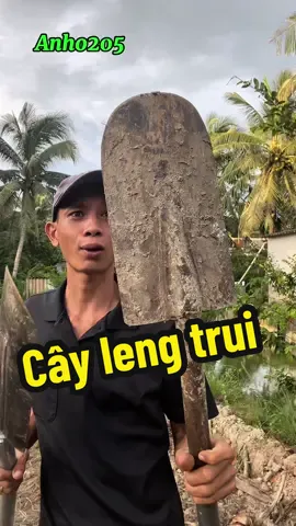 Cây leng quấn kéo #anho205 #lengtrui #cayleng 