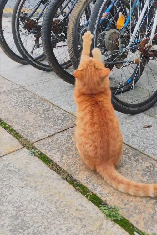 Sharp cat claws🤣#cat #catsoftiktok #funny #funnyvideos 