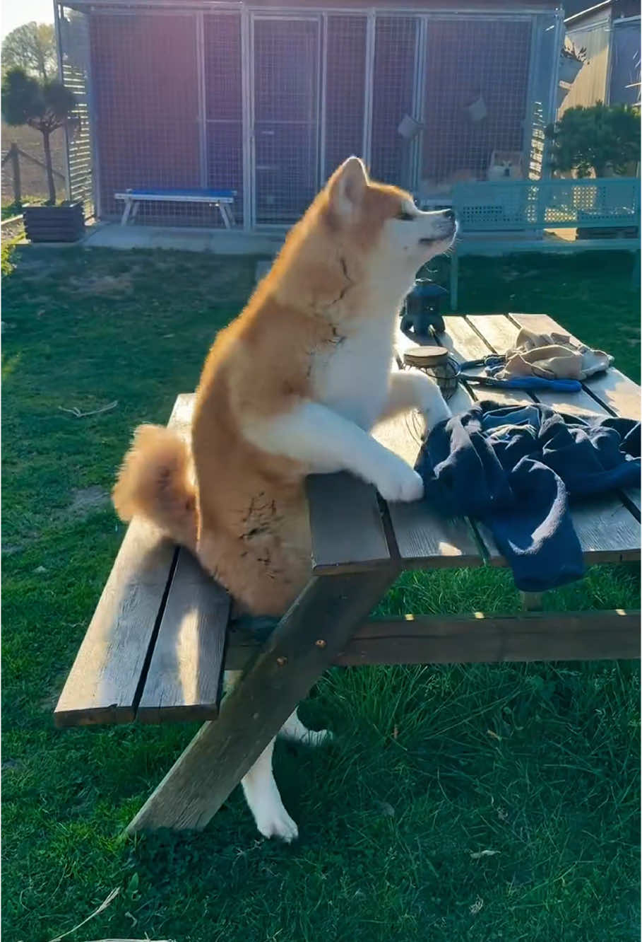 Unlucky dog🐶#dog #funny #funnyvideos #dogsoftiktok 