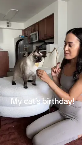 He’s a Leo he needs the attention!! #cattok #catbirthday #siamese #siamesecat #kitty 