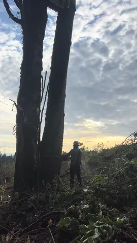 Took a week with the family, feels good to get back at it @dan video credit. Codominant maple 