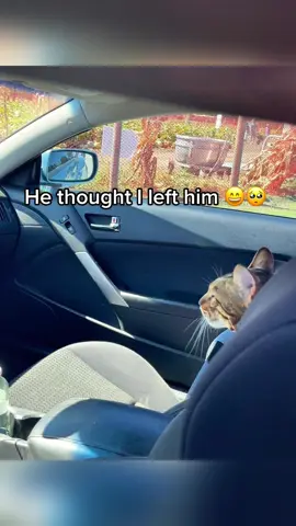 Switching meows like switching moods #Cat #kitty #catlover #fyp #catsoftiktok 