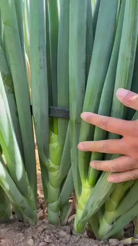 Keindahan proses tanam daun bawang. Dari bibit kecil hingga tumbuh subur dan siap panen. 🌿✨ Siapa yang suka daun bawang? . . . #daunbawang #pertanian #petani #fyp #foryou 