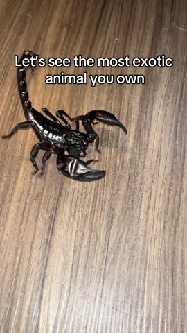 I’d say my dog #fyp #exoticpets #exoticanimals #PetsOfTikTok #pets 