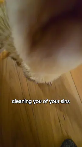 scrunchy making sure yall are clean #ferretsoftiktok #cuteferrets #ferretmom #seniorferret #babyferret 