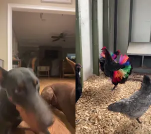 #duet with @madiaddi #fyp Taboo licking his lips- he sees the chicken! 😝 🐔 😋 #doberman #prey #yum #chicken #kidding #viral