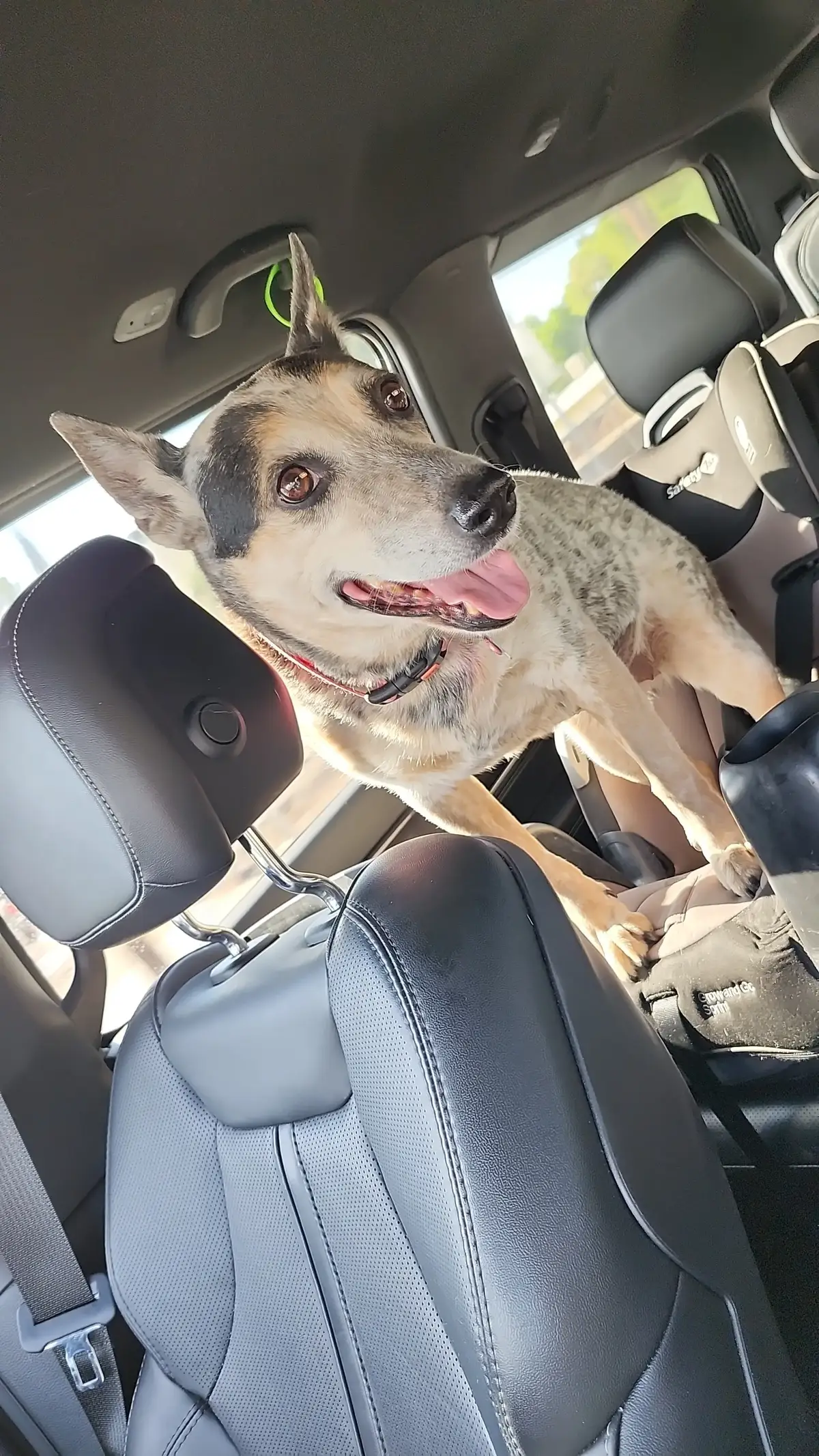 #heeler #blueheeler #dogsoftiktok 