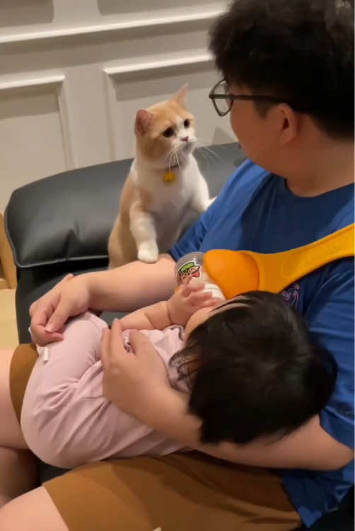Will you give up keeping cats after having a baby? #animal #fyp #cat #friendship #us 