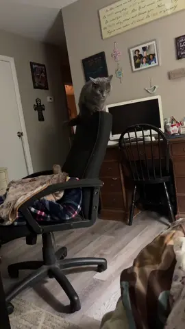#catsoftiktok #dogsoftiktok 