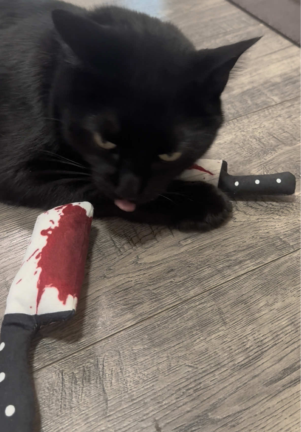 Binkers!!! How dare you!!! #TiktokShop #CatNip #CatNipToy #CatToy #HappyCat 