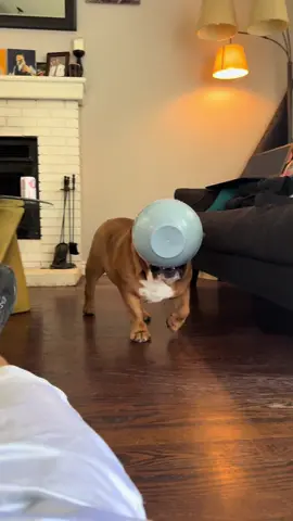 I can’t with this guy. 🤣🤣 We’ve been told we have to make a TikTok after Duncan’s gotten famous on IG. So..hi TikTok! For usage/licensing of this video, please email at licensing@viralhog.com #englishbulldogs #funnydogs #englishbulldog #Bulldogs #EnglishbulldogsofTikTok 