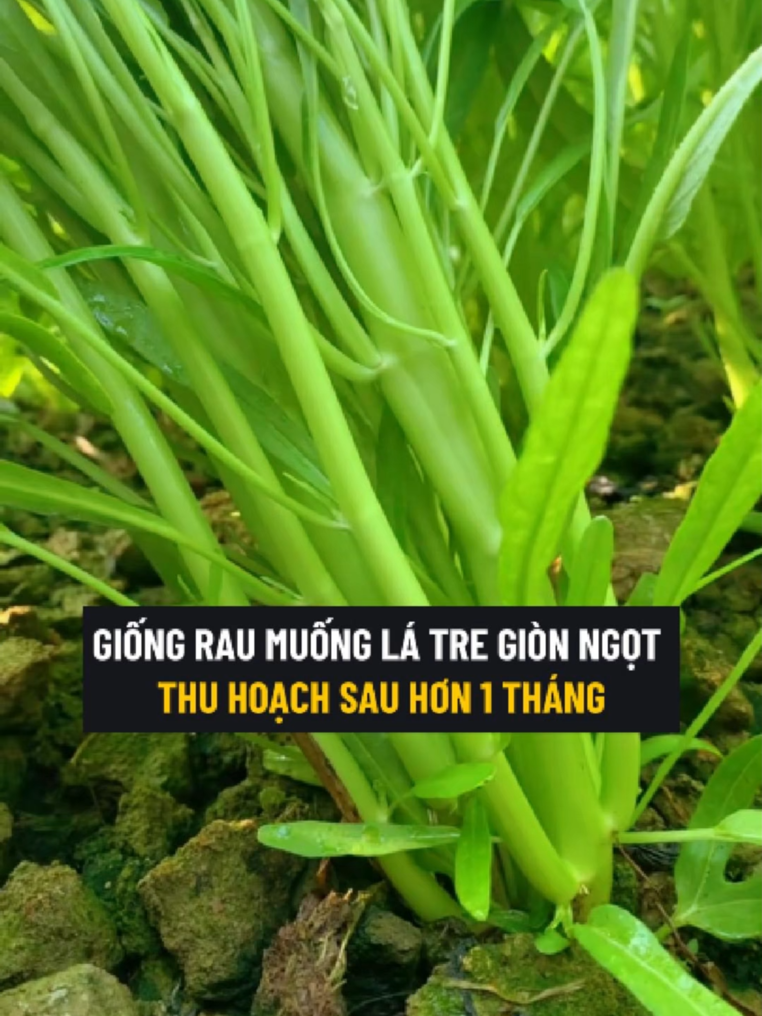 Giống Rau Muống Lá Tre Giòn Ngọt Dễ Trồng, Thu Hoạch Sau Hơn 1 Tháng #rau #raumuong #raumuonglatre #hatgiong #hatgiongrau #hatgiongraumuong #hatgiongraumuonglatre #trongrau #trongraumuong #trongraumuonglatre