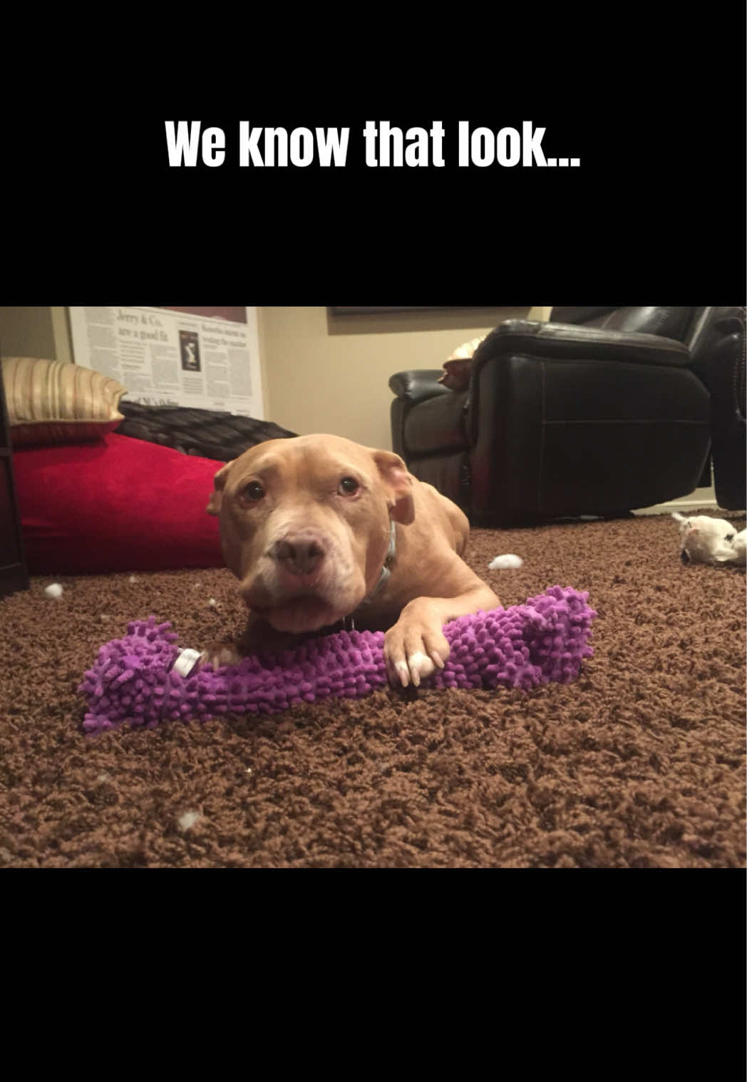 Shred the toy. Eat the ice cream. Take the trip. 🧡 August 20, 2015: Life’s too short not to go all in! Roo reminded us of that daily whether it was tearing into a new toy, savoring a sweet treat, or checking another adventure off the list. Here’s your very cute reminder to find joy in the little things and Live Like Roo today. #makethemostoflife #pittielove  #dogcancer #dogtoy #doglifestyle