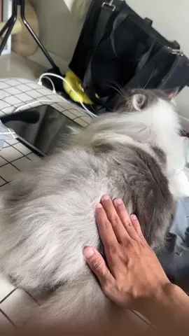 sedang menjaga anak sapi