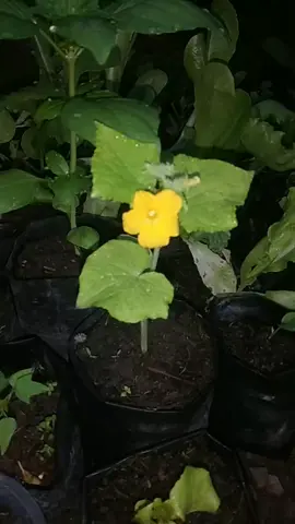 versi timun  #fyp #fypindonesia #garden #gardening #cucumber 
