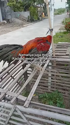 Modal Nekat... 🤟🐔⚔️ #botohayam #ayambangkok #salamsatuhobi🐓 #fyp #botohmudapunyacerita🐓 