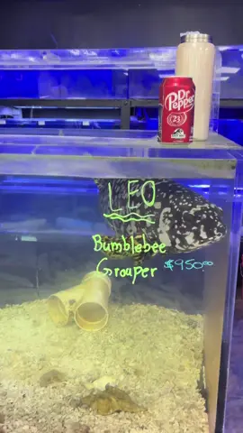 You don’t see Bumblebee Groupers this big too often #aquarium #fishing #fish #fishtok #fyp #animals 
